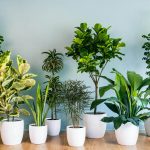 House Plants air duct cleaning