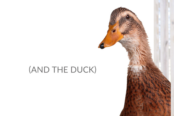 the_duck
