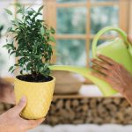 House Plants to Keep Air Clean Duct cleaning