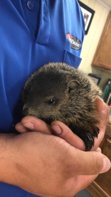 found groundhog in duct duct cleaning