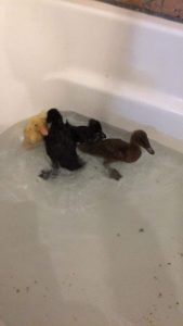 swimming ducks duct cleaning